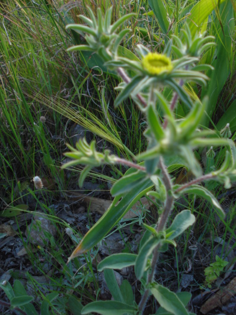 Pallenis spinosa