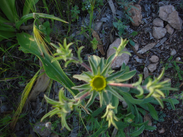 Pallenis spinosa