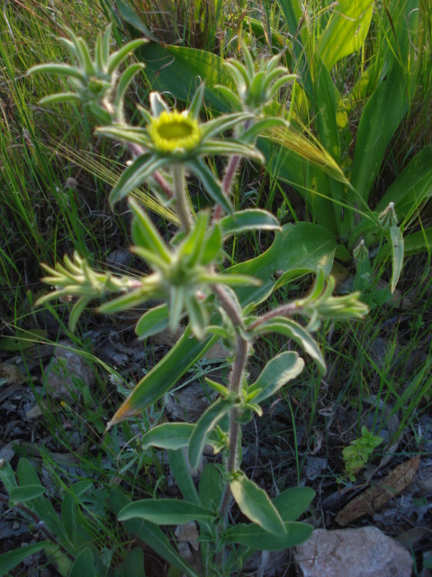 Pallenis spinosa