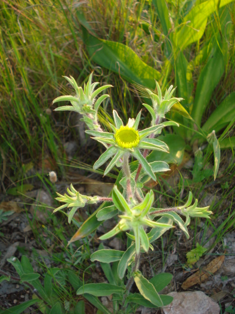 Pallenis spinosa