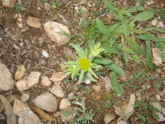 Pallenis spinosa