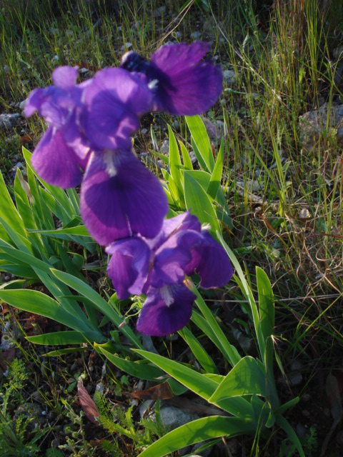 Iris selvatici viola e bianchi...- Iris germanica