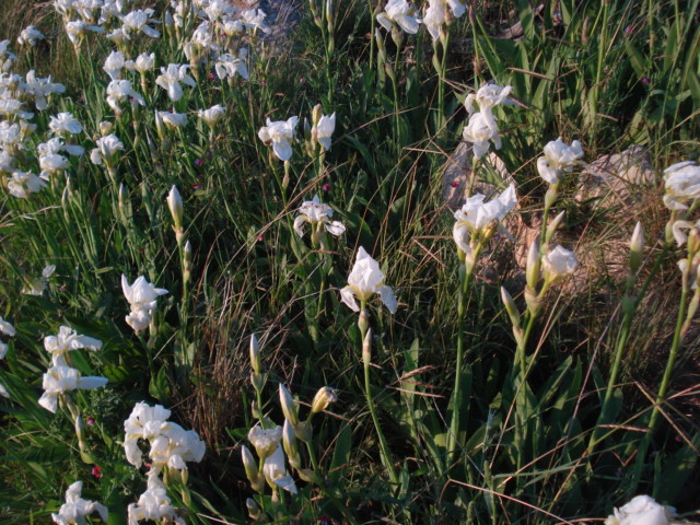 Iris selvatici viola e bianchi...- Iris germanica