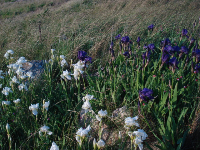 Iris selvatici viola e bianchi...- Iris germanica