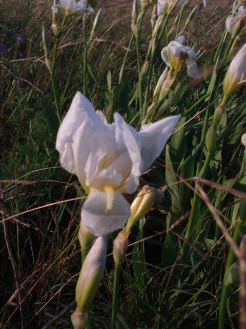 Iris selvatici viola e bianchi...- Iris germanica