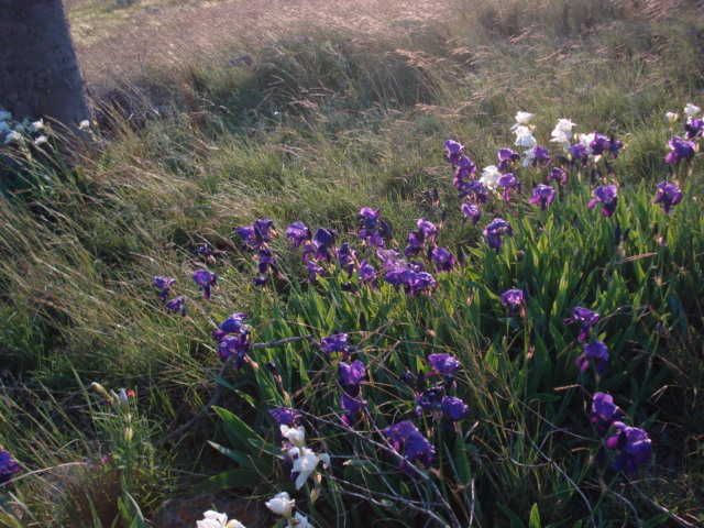 Iris selvatici viola e bianchi...- Iris germanica