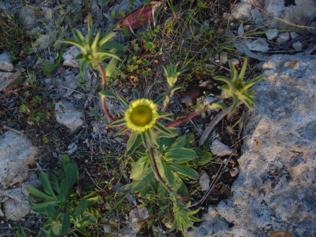 Pallenis spinosa