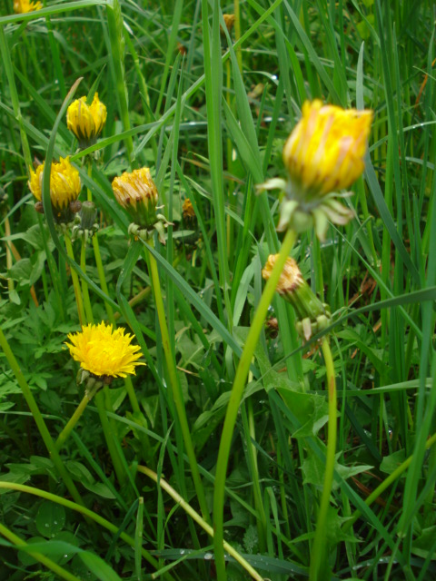 Taraxacum?