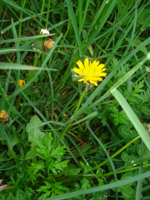 Taraxacum?