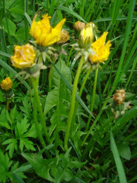 Taraxacum?