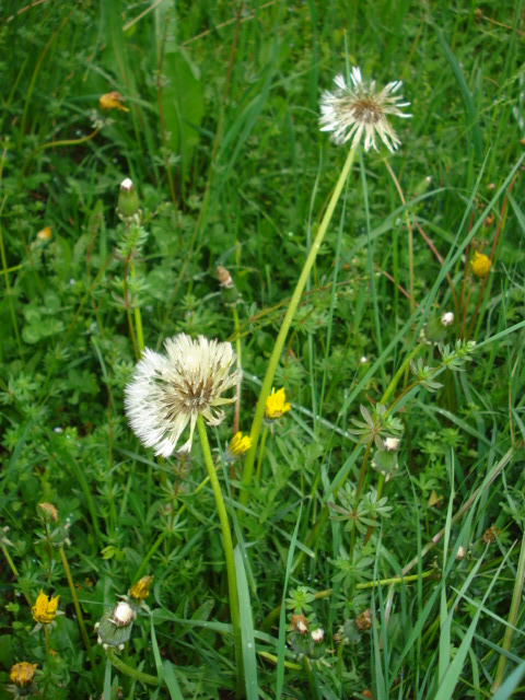 Taraxacum?