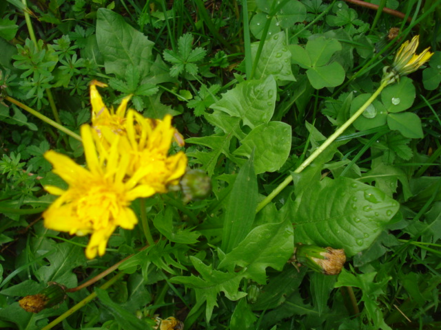 Taraxacum?