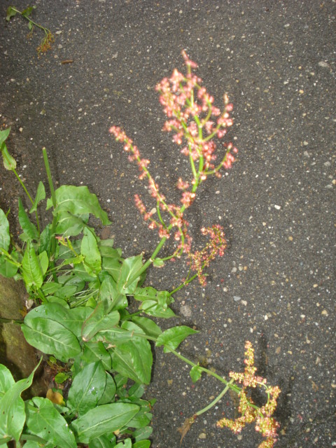 Rumex acetosa?