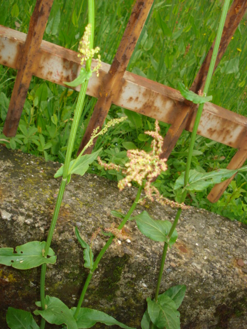 Rumex acetosa?