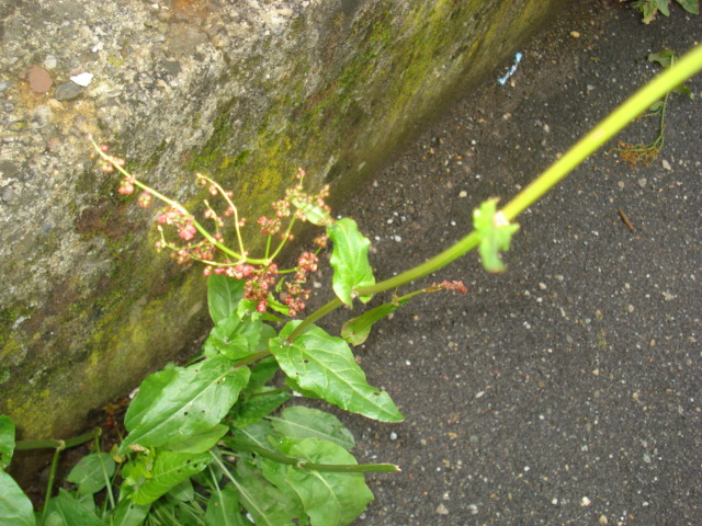 Rumex acetosa?