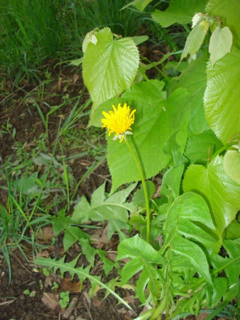 Taraxacum?