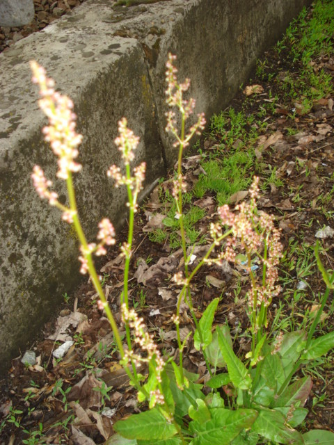 Rumex acetosa?