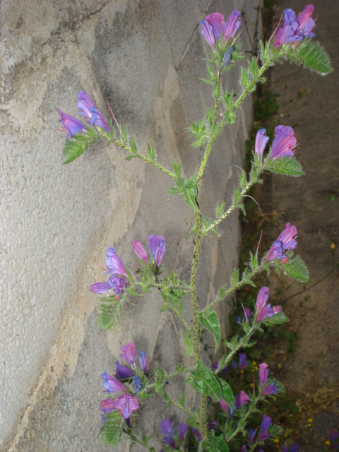 Echium vulgare?