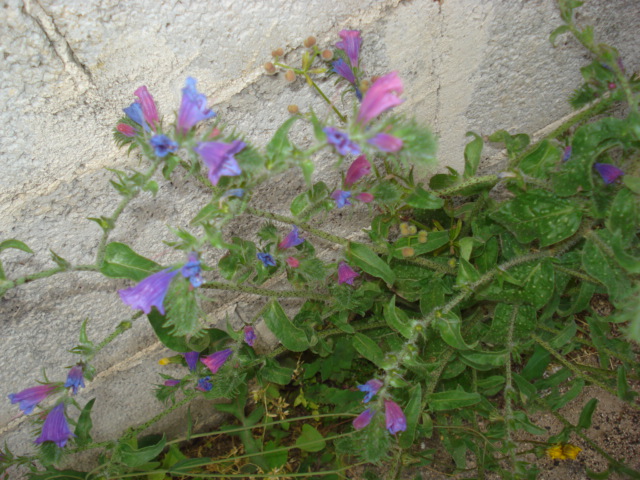 Echium vulgare?