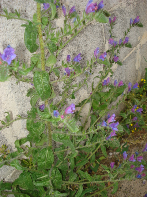 Echium vulgare?