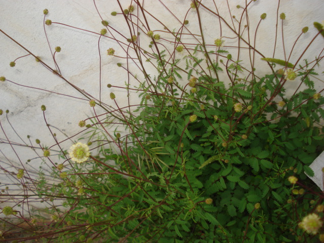 Sanguisorba officinalis? no, Sanguisorba minor