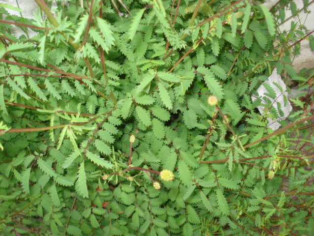 Sanguisorba officinalis? no, Sanguisorba minor