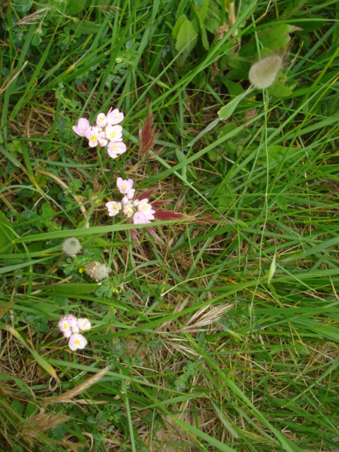 Allium roseum L.