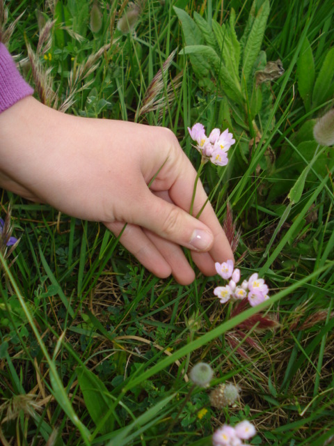 Allium roseum L.