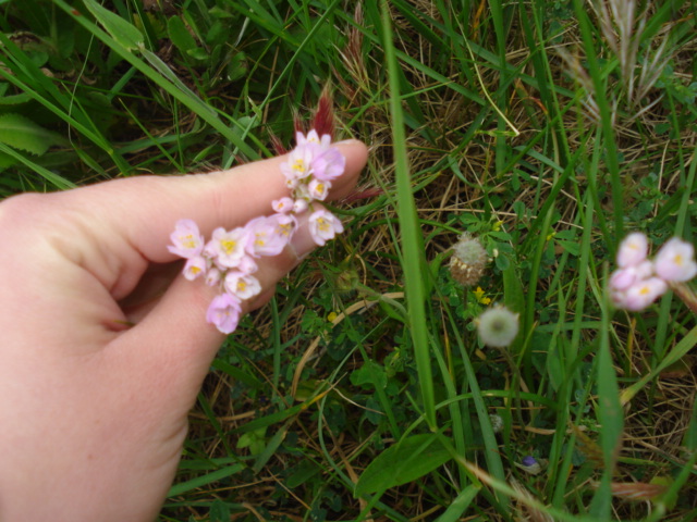 Allium roseum L.