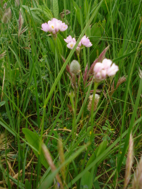 Allium roseum L.