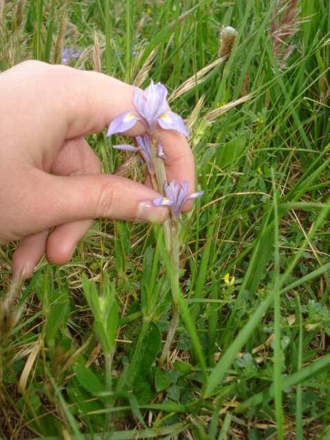 Iris piccolissimi! - Moraea sisyrinchium (L.) Ker-Gawl.