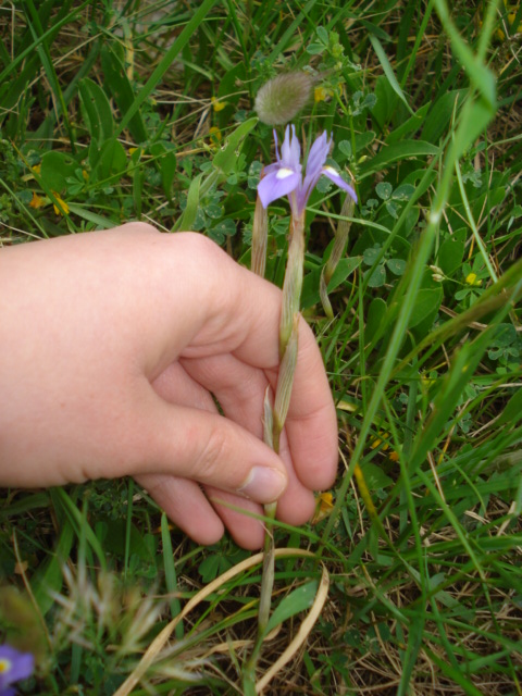 Iris piccolissimi! - Moraea sisyrinchium (L.) Ker-Gawl.