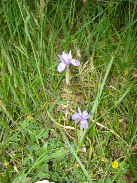 Iris piccolissimi! - Moraea sisyrinchium (L.) Ker-Gawl.