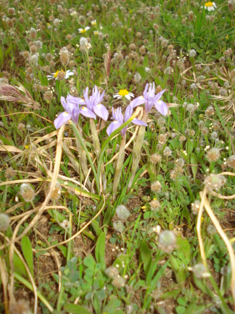 Iris piccolissimi! - Moraea sisyrinchium (L.) Ker-Gawl.