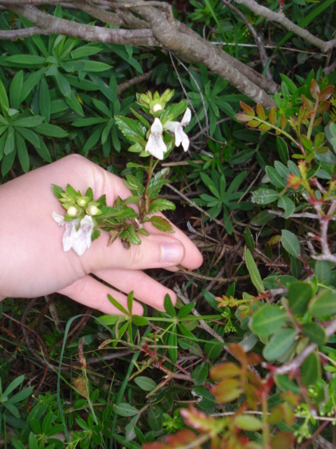 Cespuglietto con fiori bianchi...- Prasium majus