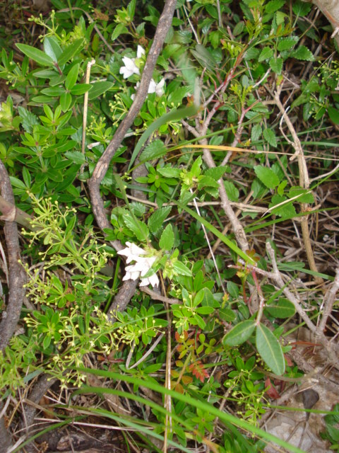 Cespuglietto con fiori bianchi...- Prasium majus