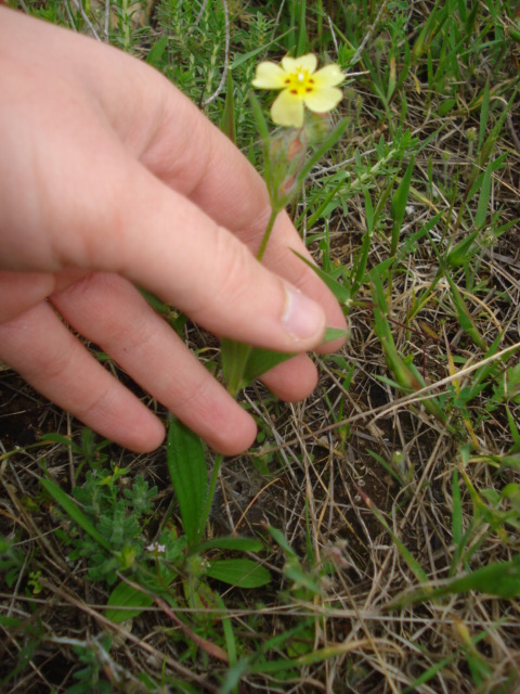 Un fiorellino giallo pallido - Tuberaria sp.