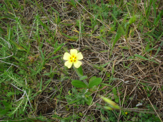 Un fiorellino giallo pallido - Tuberaria sp.