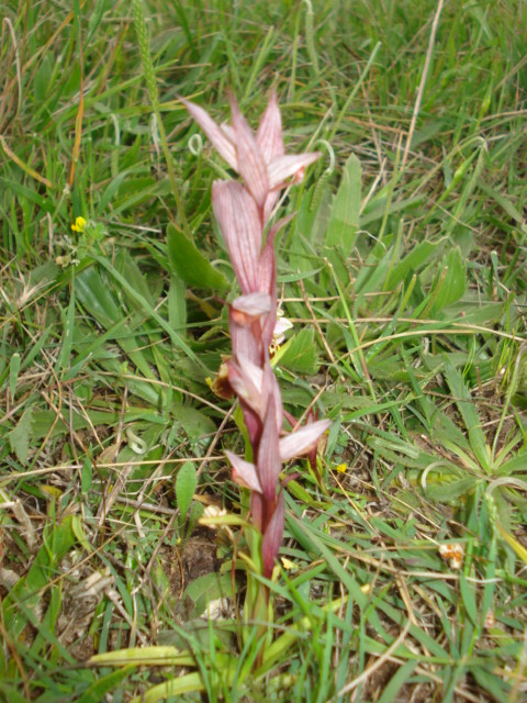 Strana pianta rosso scuro... Serapias bergonii