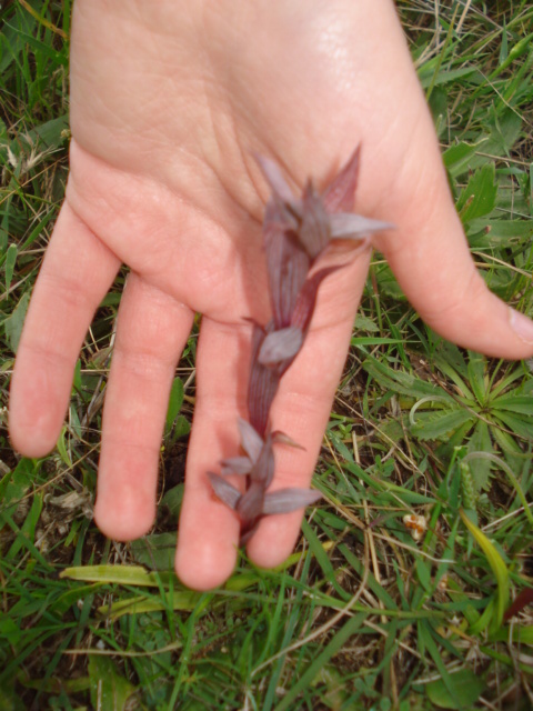 Strana pianta rosso scuro... Serapias bergonii