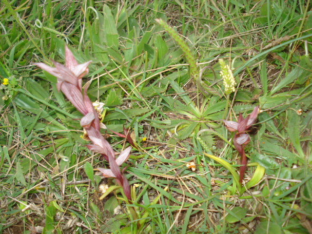 Strana pianta rosso scuro... Serapias bergonii