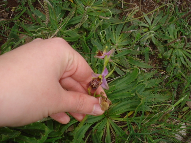 Ophrys fuciflora