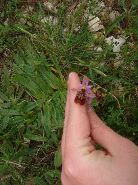 Ophrys fuciflora