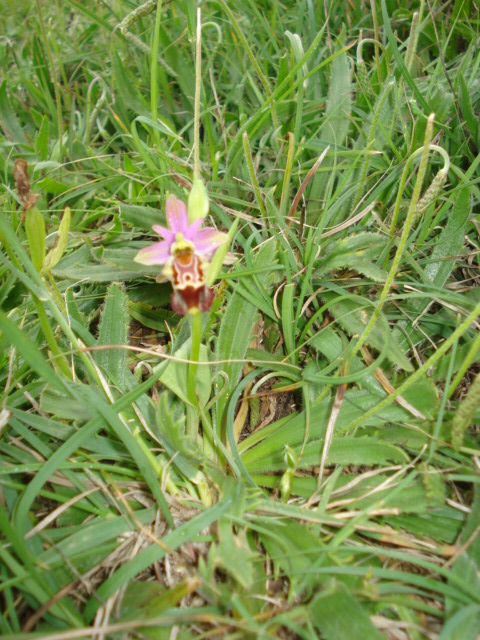 Ophrys fuciflora