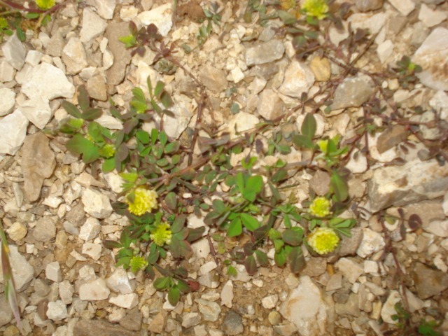 Trifolium campestre