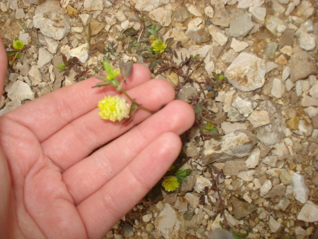 Trifolium campestre