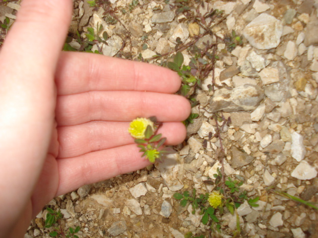 Trifolium campestre