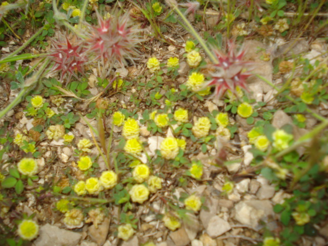 Trifolium campestre