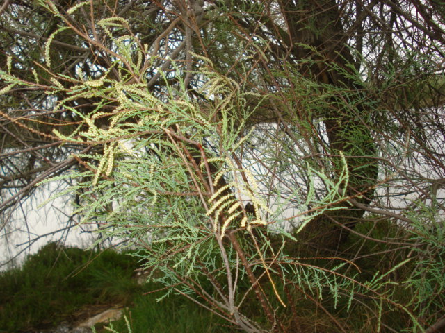 Un albero sulla palude! - Tamarix sp.  (Caryophyllales - Tamaricaceae)