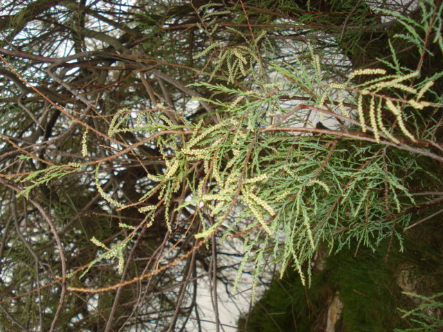 Un albero sulla palude! - Tamarix sp.  (Caryophyllales - Tamaricaceae)